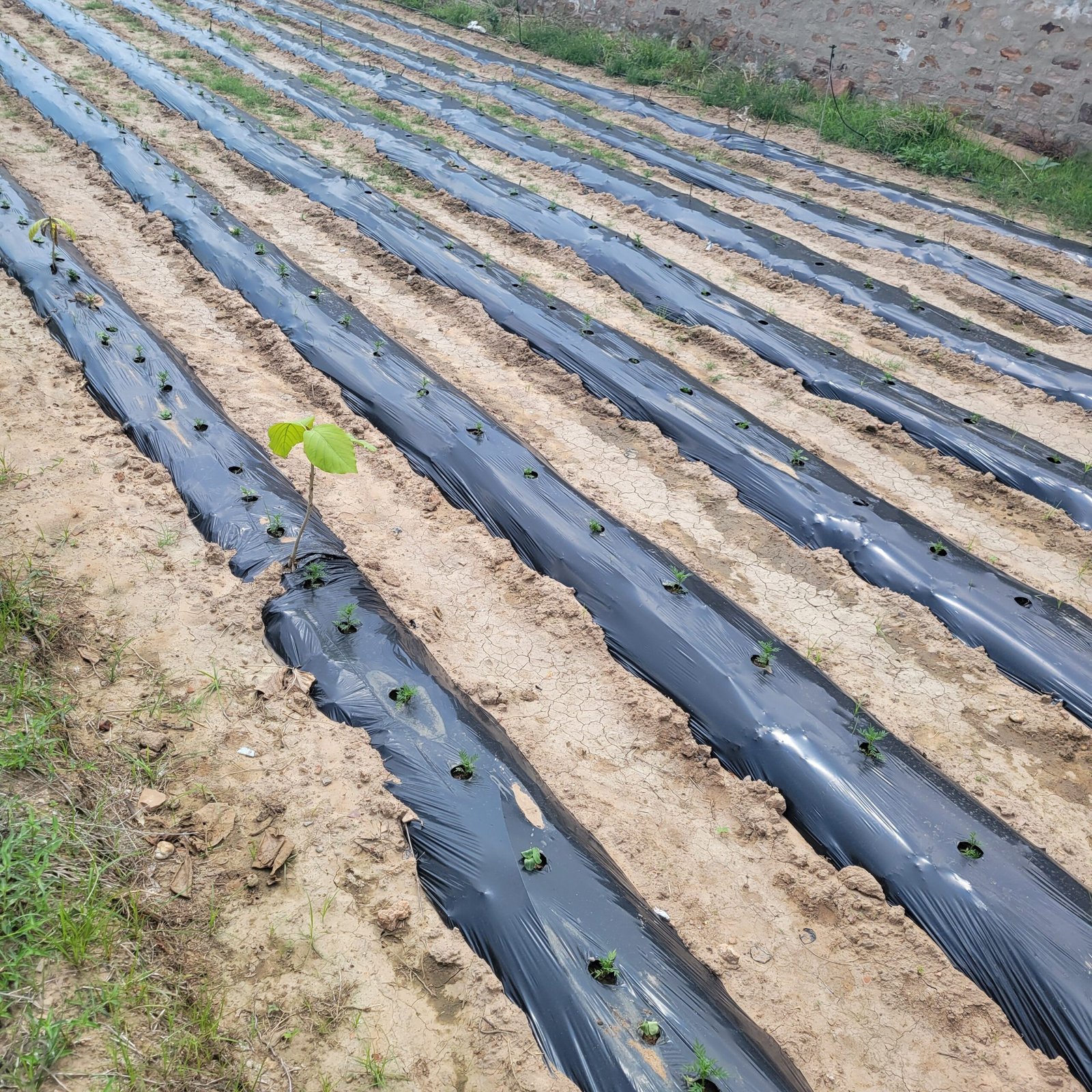 coloration naturelle